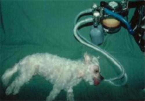 经气管插管麻醉中的犬