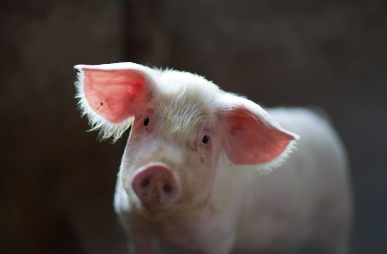 猪呼吸道疾病科学防控方案