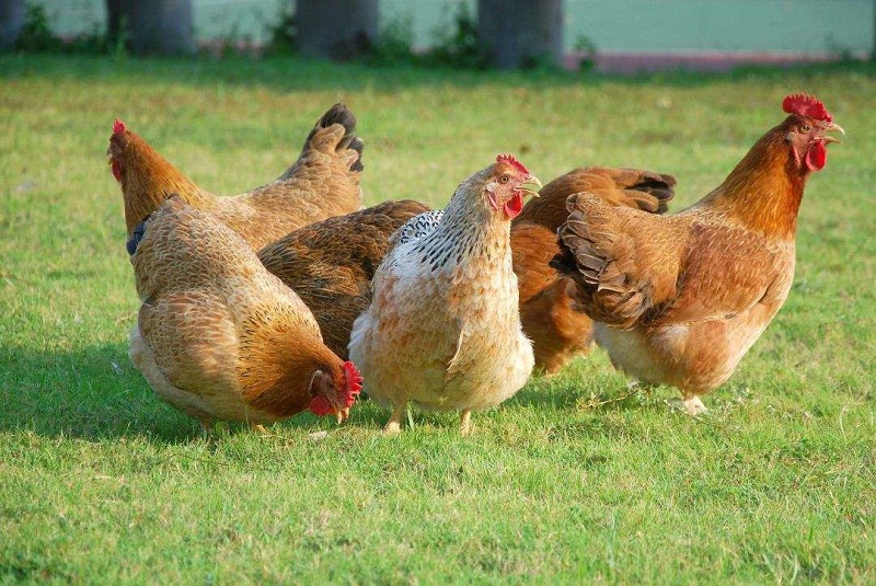 鸡呼吸道疾病怎么治？